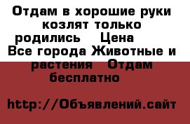 Отдам в хорошие руки козлят.только родились. › Цена ­ 20 - Все города Животные и растения » Отдам бесплатно   